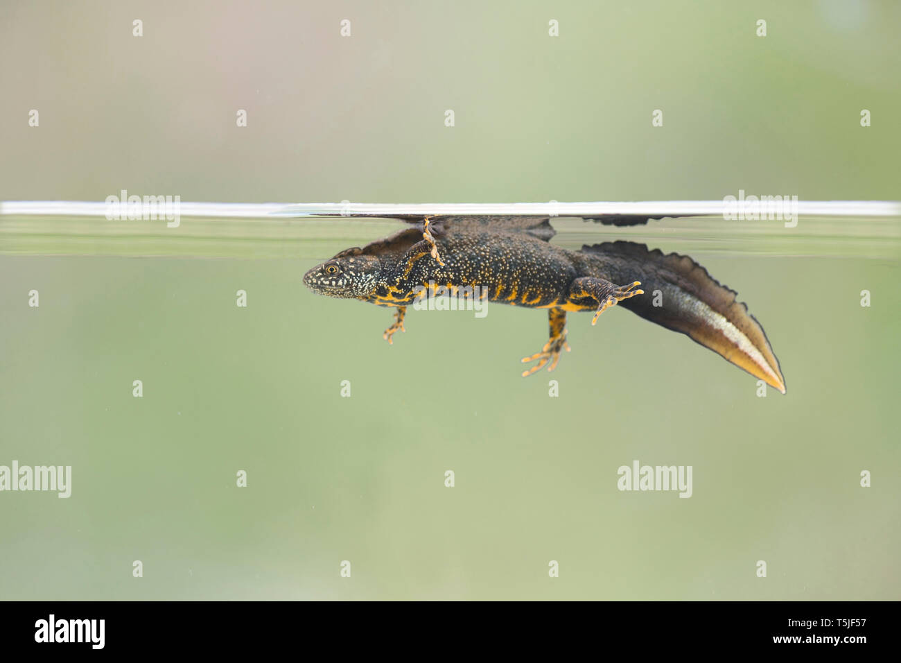 Un maschio grande tritone crestato (Triturus cristatus), nuotano appena sotto la superficie dell'acqua. Fotografato in condizioni controllate. Foto Stock