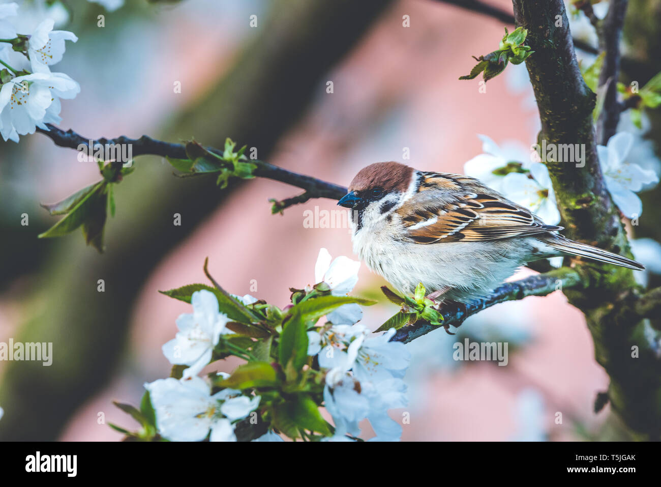 Foto orizzontale con maschio sparrow bird. Influenza è appollaiato su un ramo di albero ciliegio. Molti bianche fioriture di primavera sono sull'albero da frutto. Bird ha bella gr Foto Stock