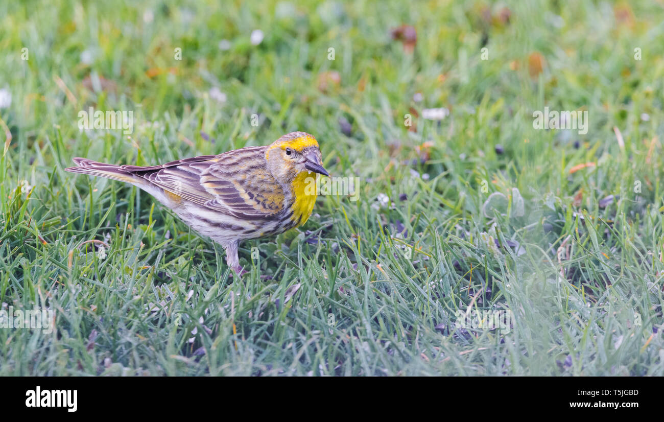 Foto orizzontale con maschio bunting bird. Influenza è appollaiato sul prato verde in un giardino. Bird è mangiare nero semi di girasole. Bird ha un bel colore grigio Foto Stock