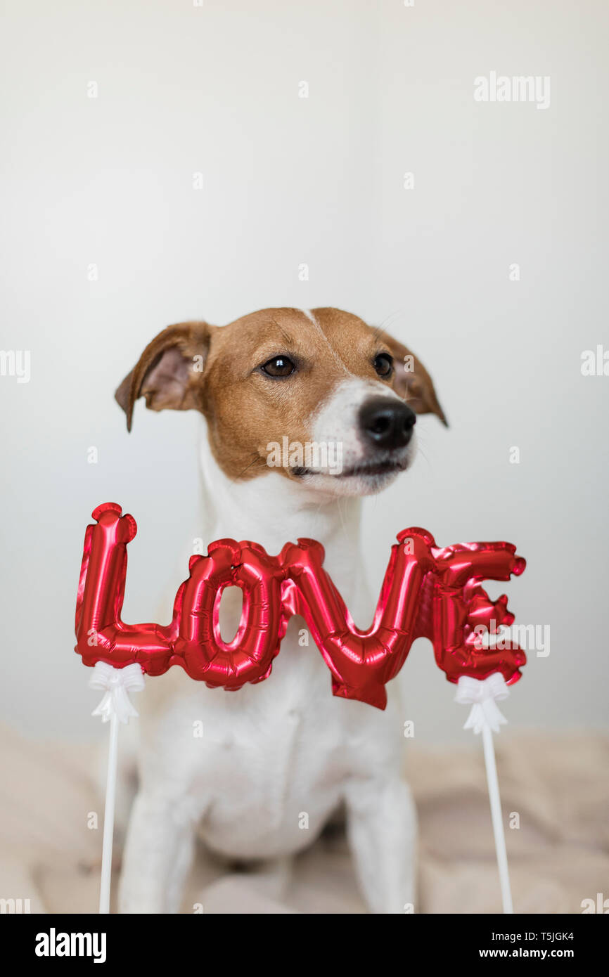 Cane sul letto con amore palloncino foil Foto Stock