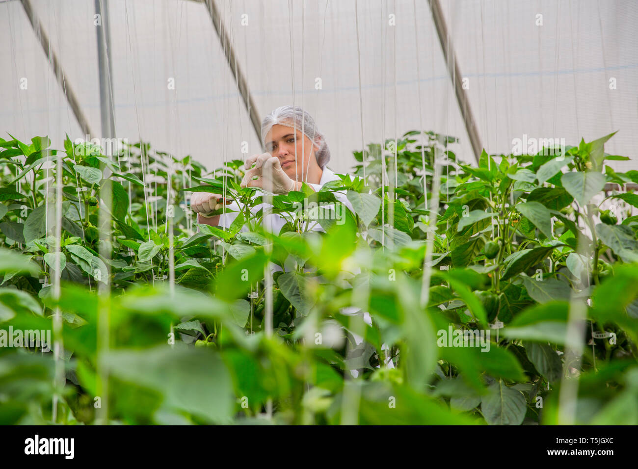 Giovane donna che lavorano in serra, la potatura di piante vegetali Foto Stock