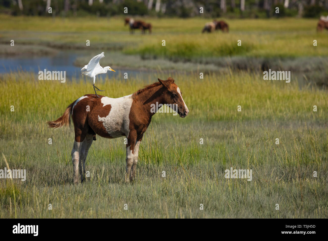 Famoso pony selvatici di Chincoteague e airone bianco maggiore, Chincoteague National Wildlife Refuge, Virginia Foto Stock
