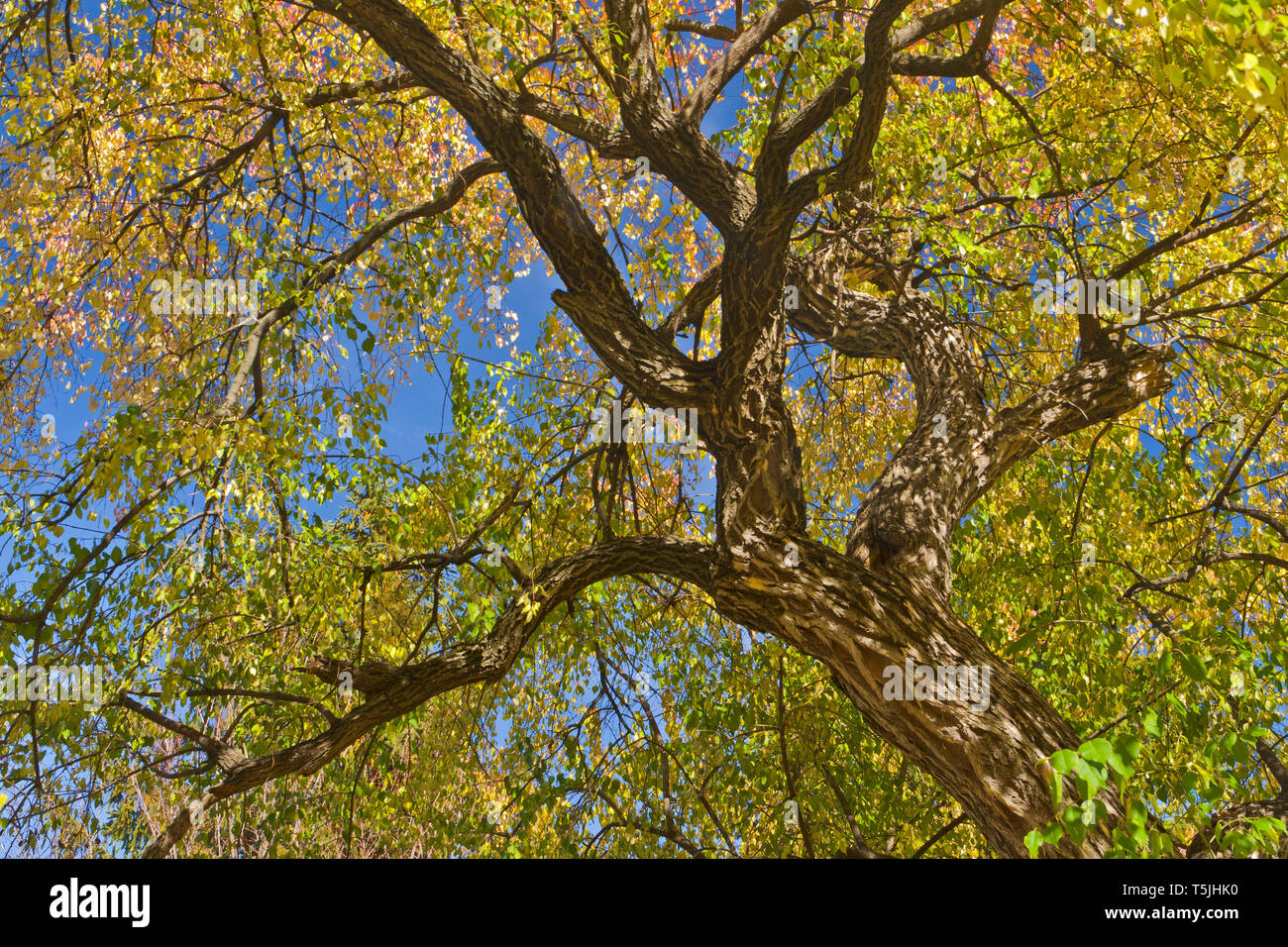 Guardando verso l'alto un spindletree con delicato fogliame di autunno che circonda i rami. Foto Stock