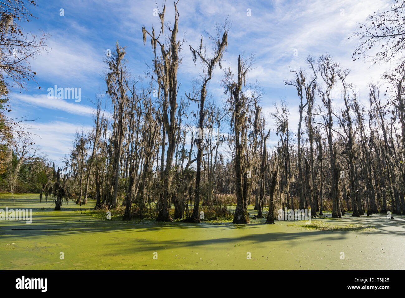 Stati Uniti d'America, Sud Carolina, Charleston, gli alberi morti nelle paludi della Magnolia Plantation Foto Stock