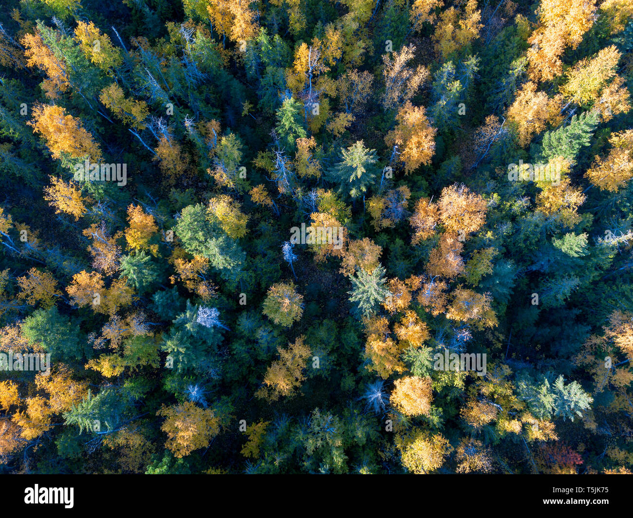 Canada, British Columbia, estate indiana, foresta dal di sopra Foto Stock