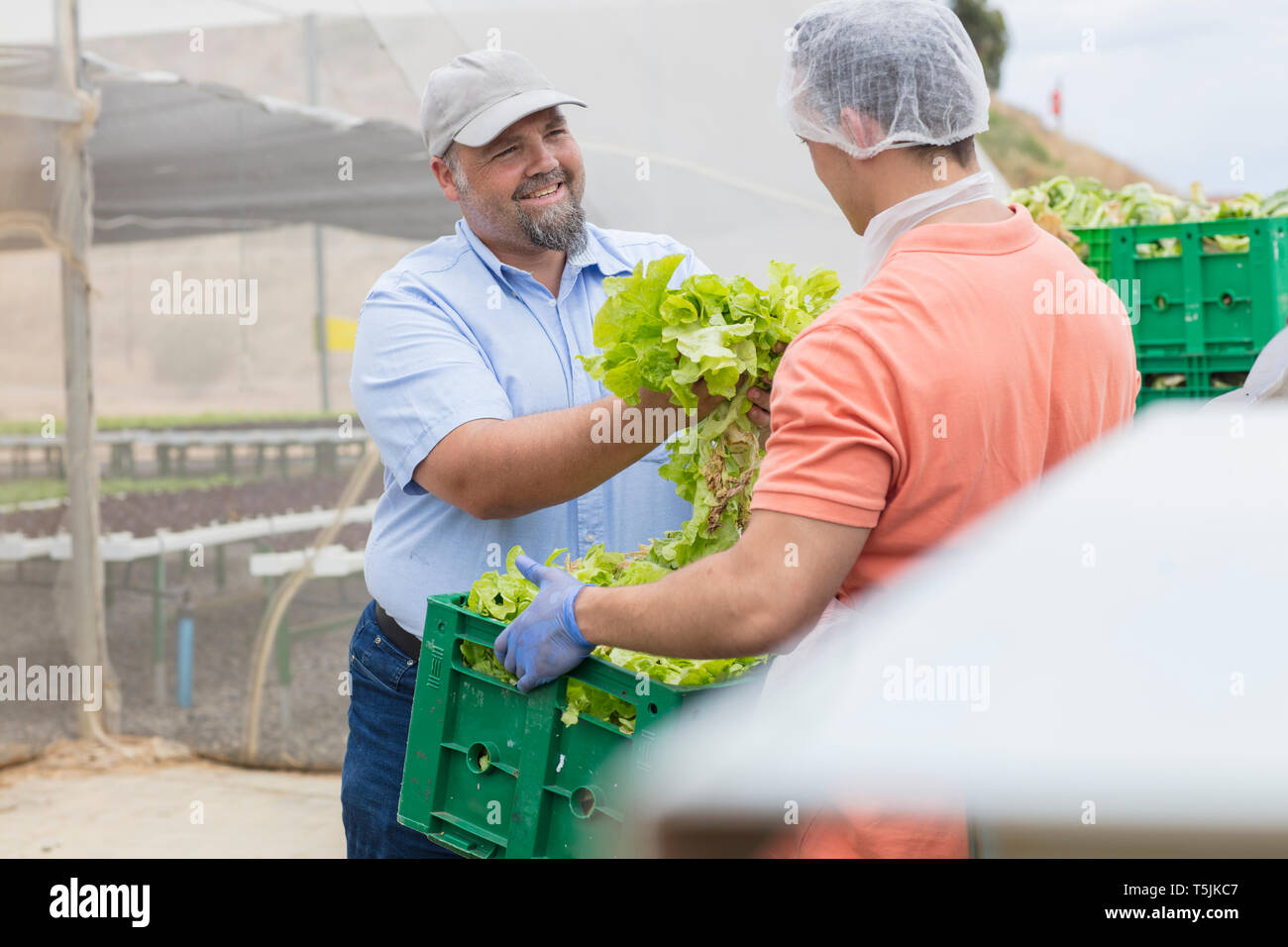 Lavoratori su b'vevegetale farm di lattuga di imballaggio Foto Stock