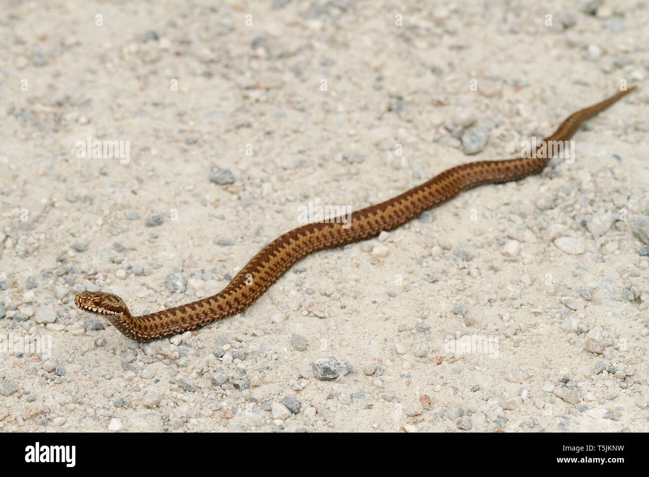 Vipera comune, Vipera berus Foto Stock