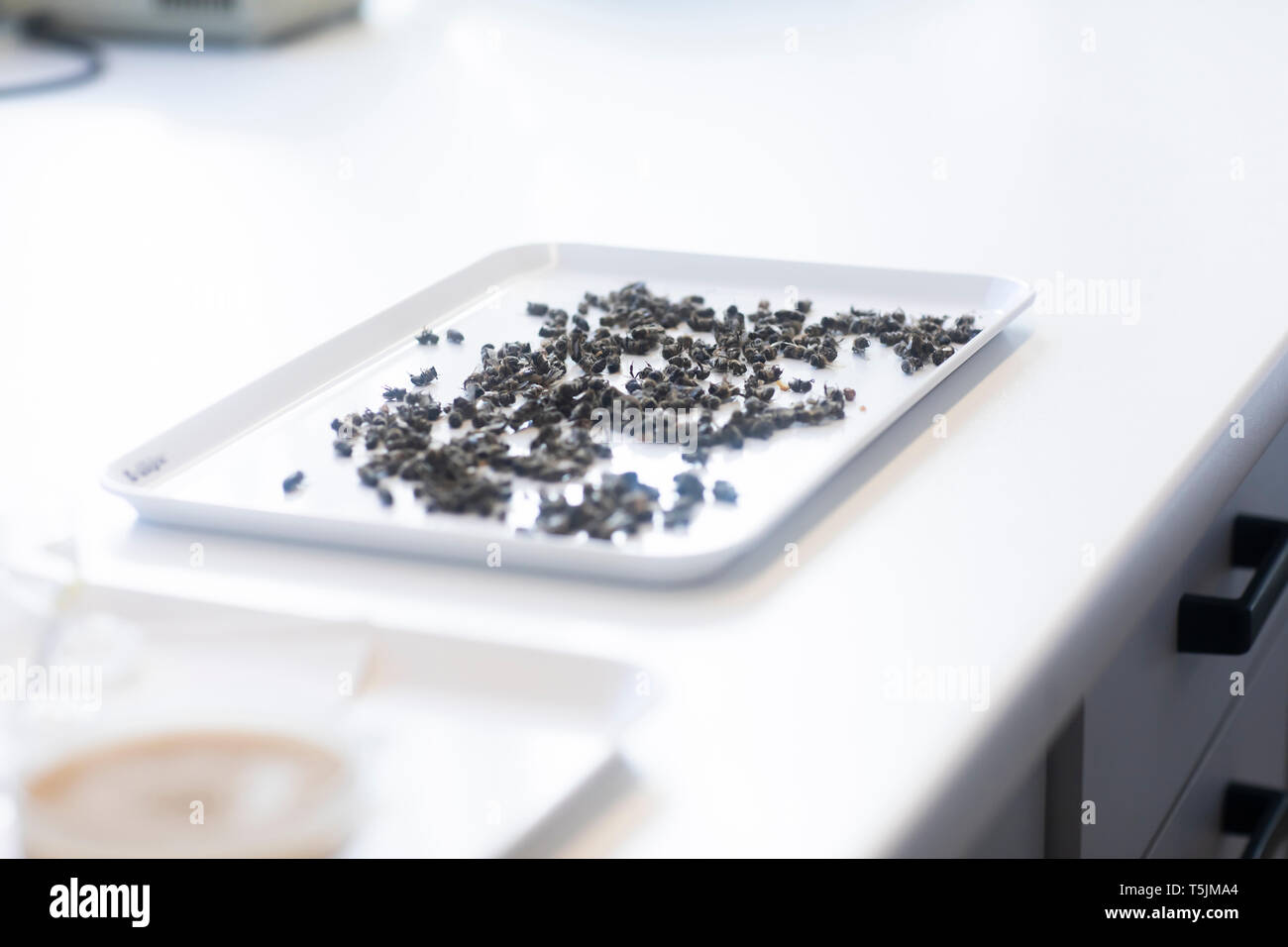 Api morto nel laboratorio di esame Foto Stock