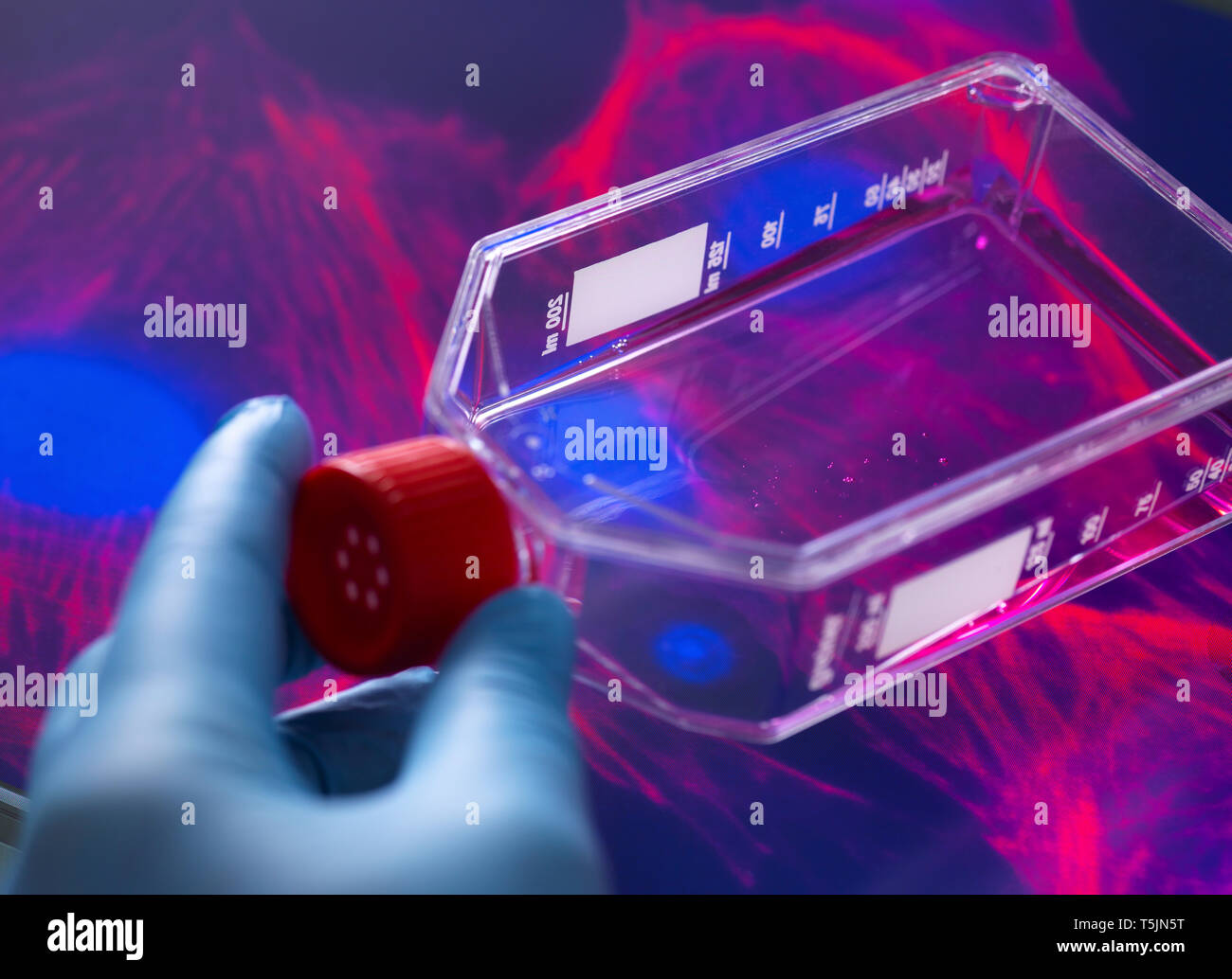 Biologo cellulare visualizzazione di cellule staminali coltivate red terreno di crescita in un vaso di coltura con l'immagine del microscopio della struttura di cella in background Foto Stock