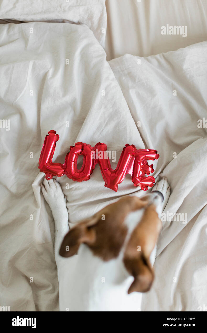 Cane sul letto con lamina di amore palloncino, dal di sopra Foto Stock