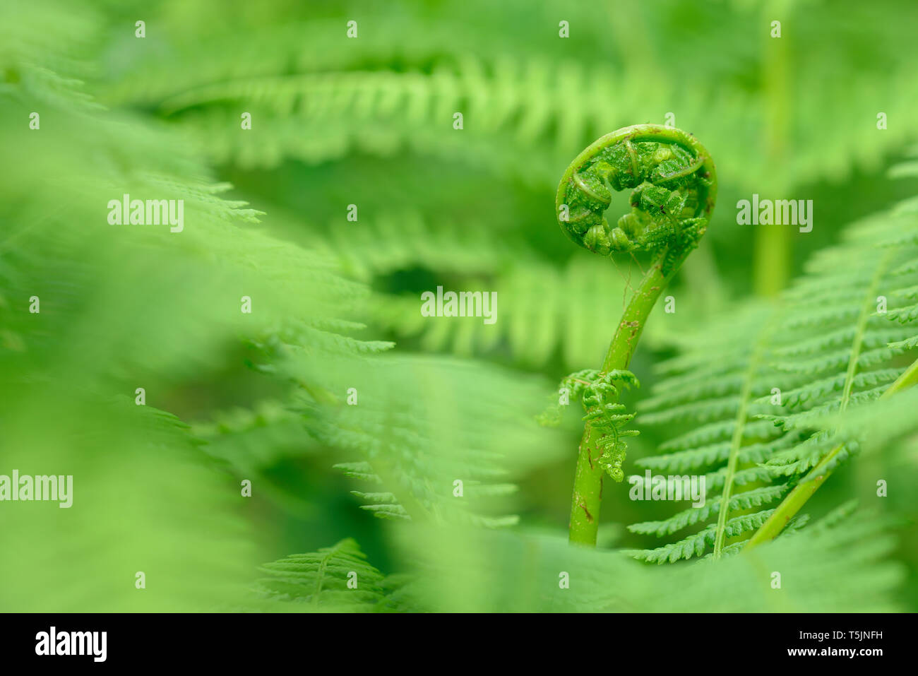 Fern frond srotolato, close up Foto Stock