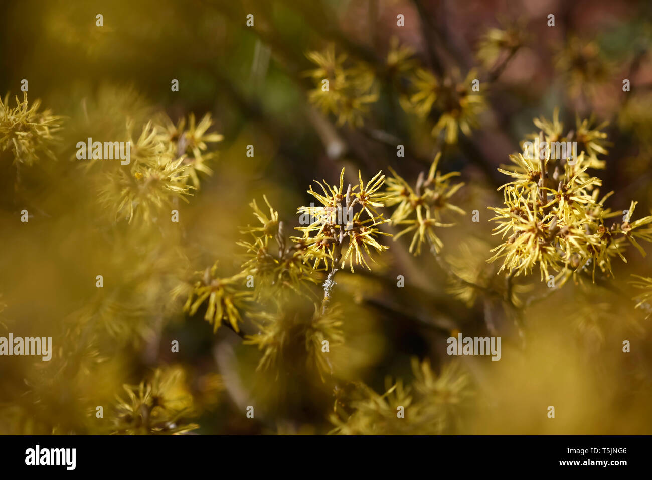Strega-Hazel, Hamamelis, fioritura Foto Stock