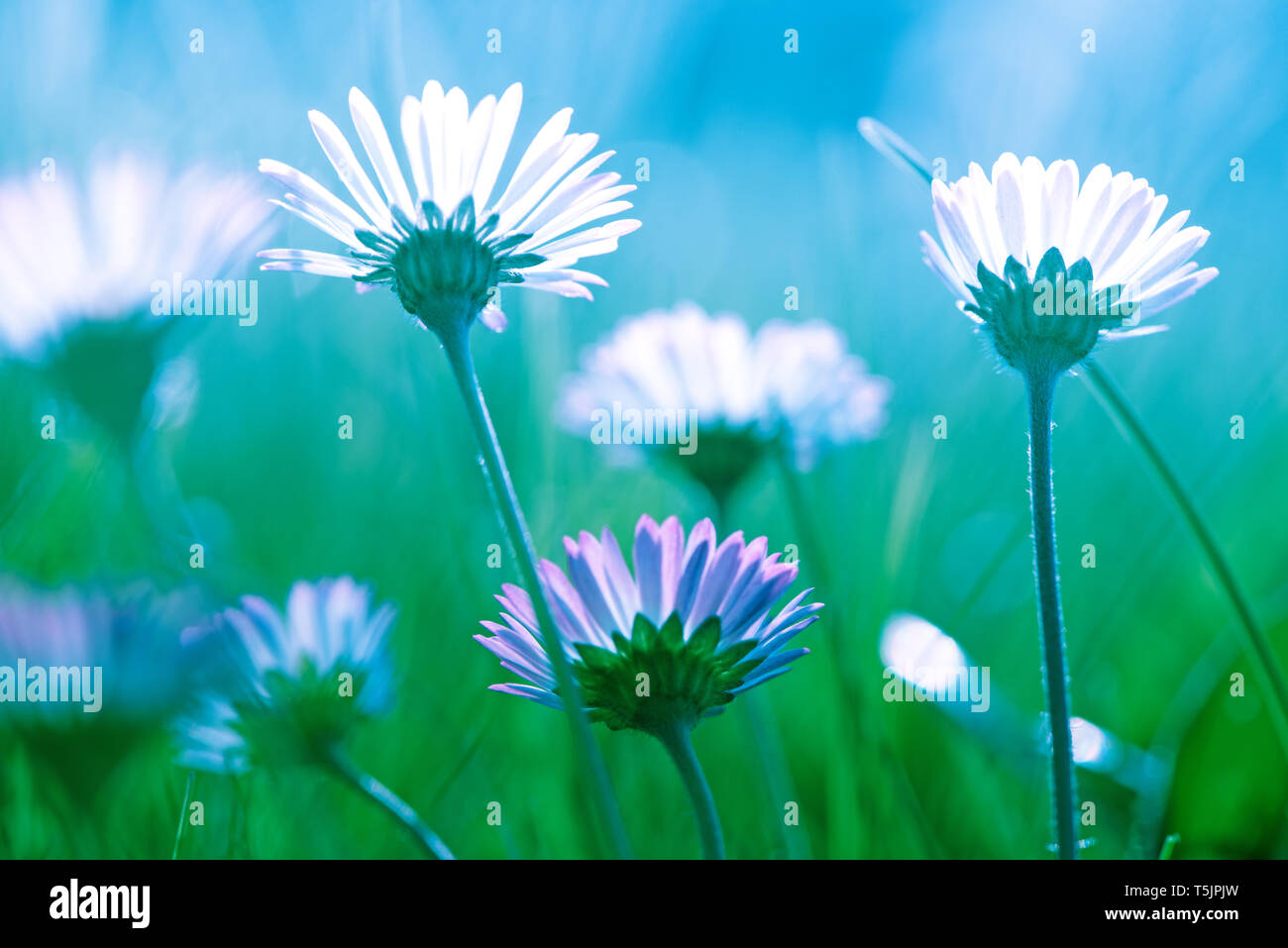 Bellissimi fiori sfondo, bouquet di primavera design Foto Stock