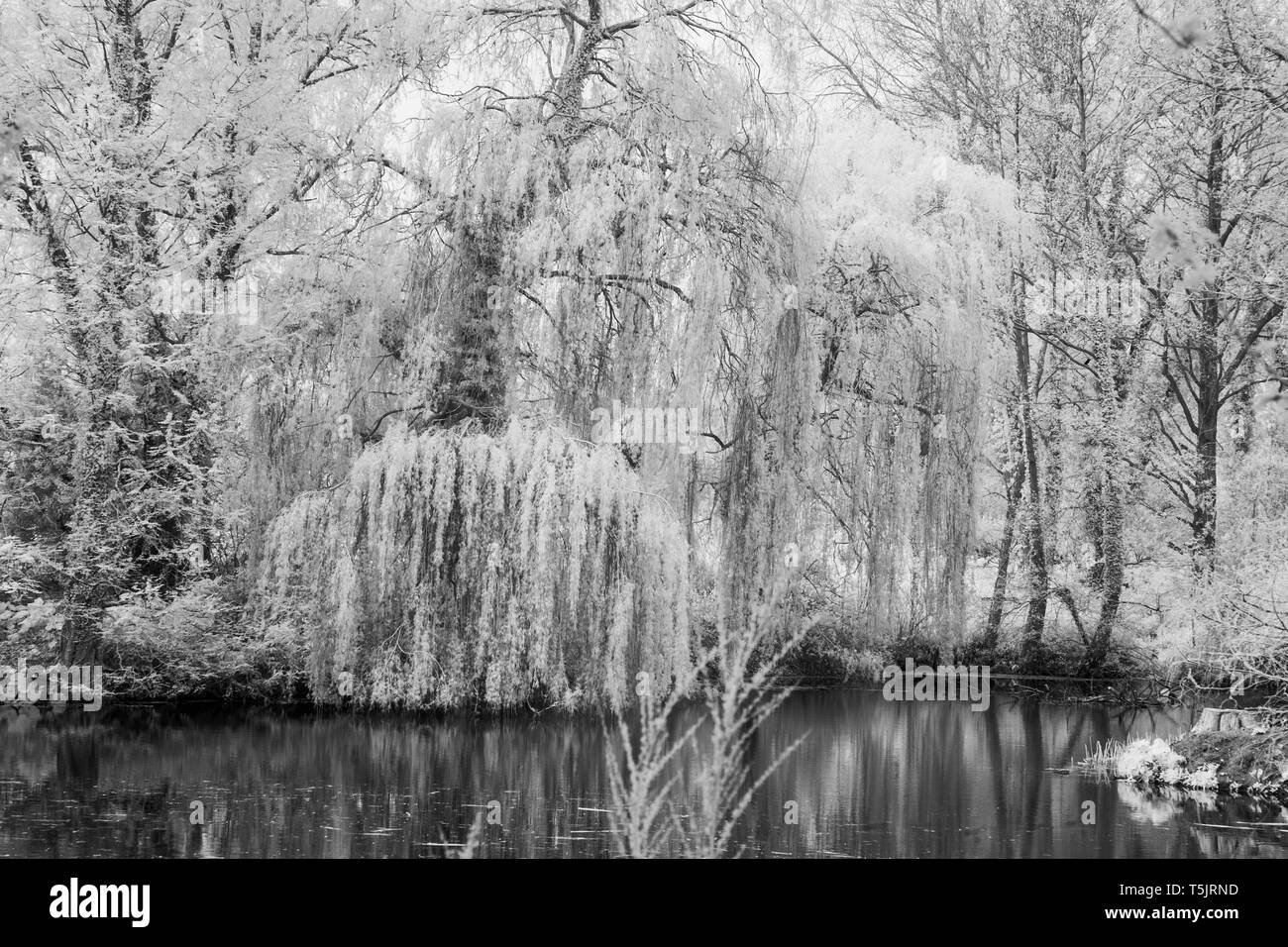Abstract Infra-rosso Immagine di un salice piangente con riflessi in acqua Foto Stock