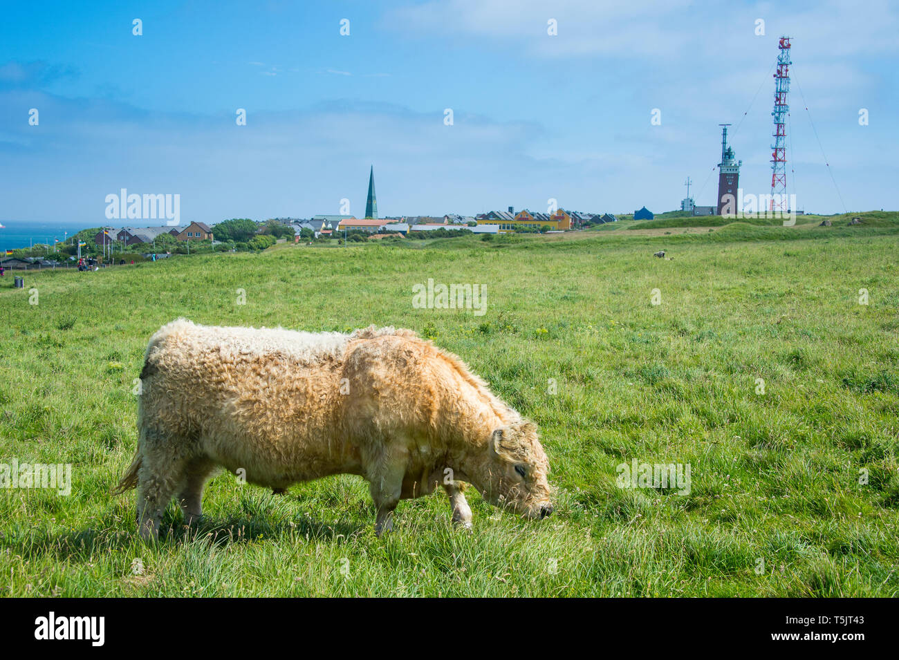 Germania, Isola di Helgoland, Galloway il pascolo di bestiame nell'Oberland bernese Foto Stock