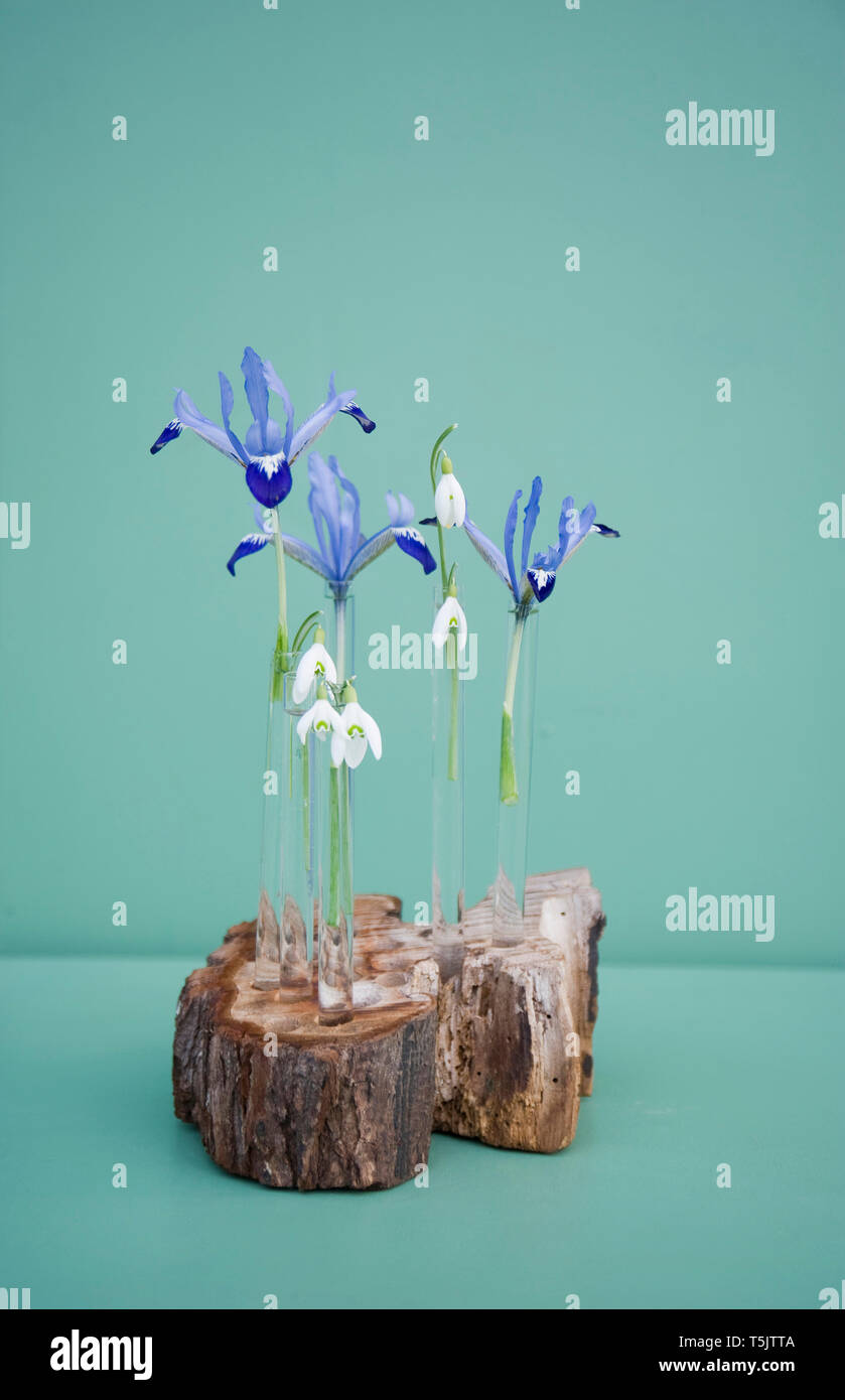 Decorazione di pasqua, tree pit e tubi di vetro con iris e snowdrop Foto Stock