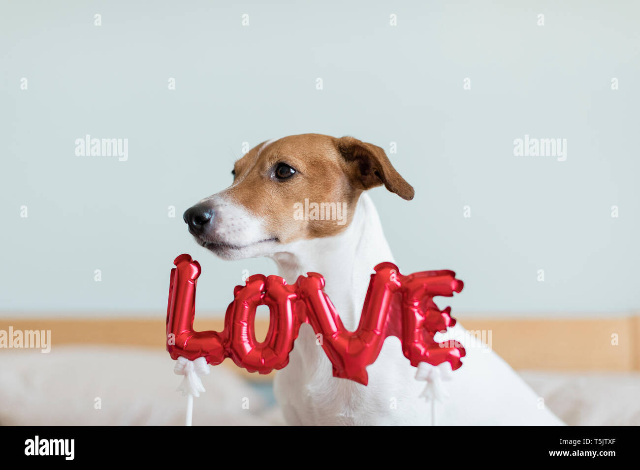 Cane sul letto con amore palloncino foil Foto Stock