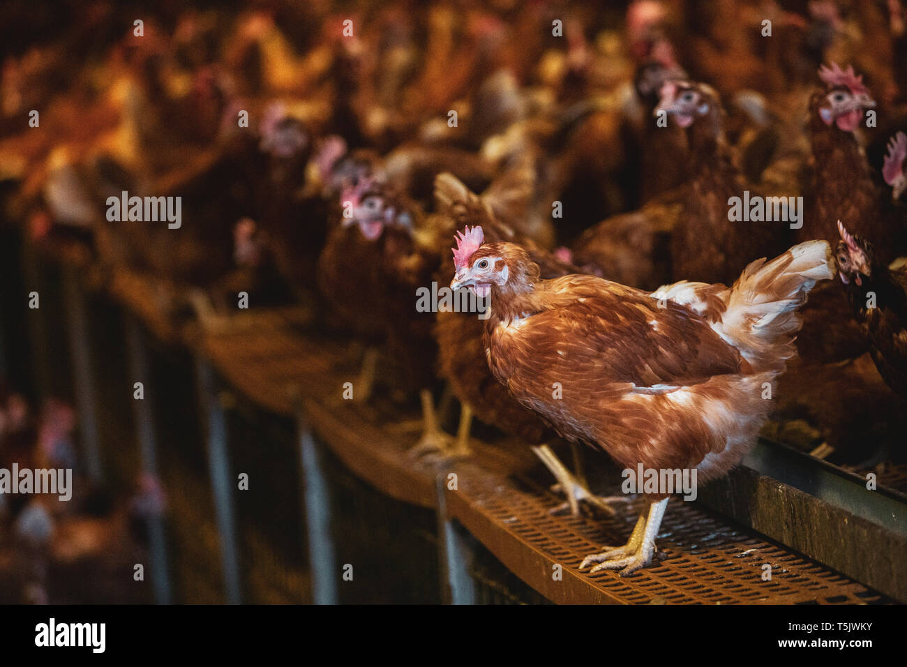 Grande gregge di marrone galline in un granaio di pollo in una fattoria. Foto Stock