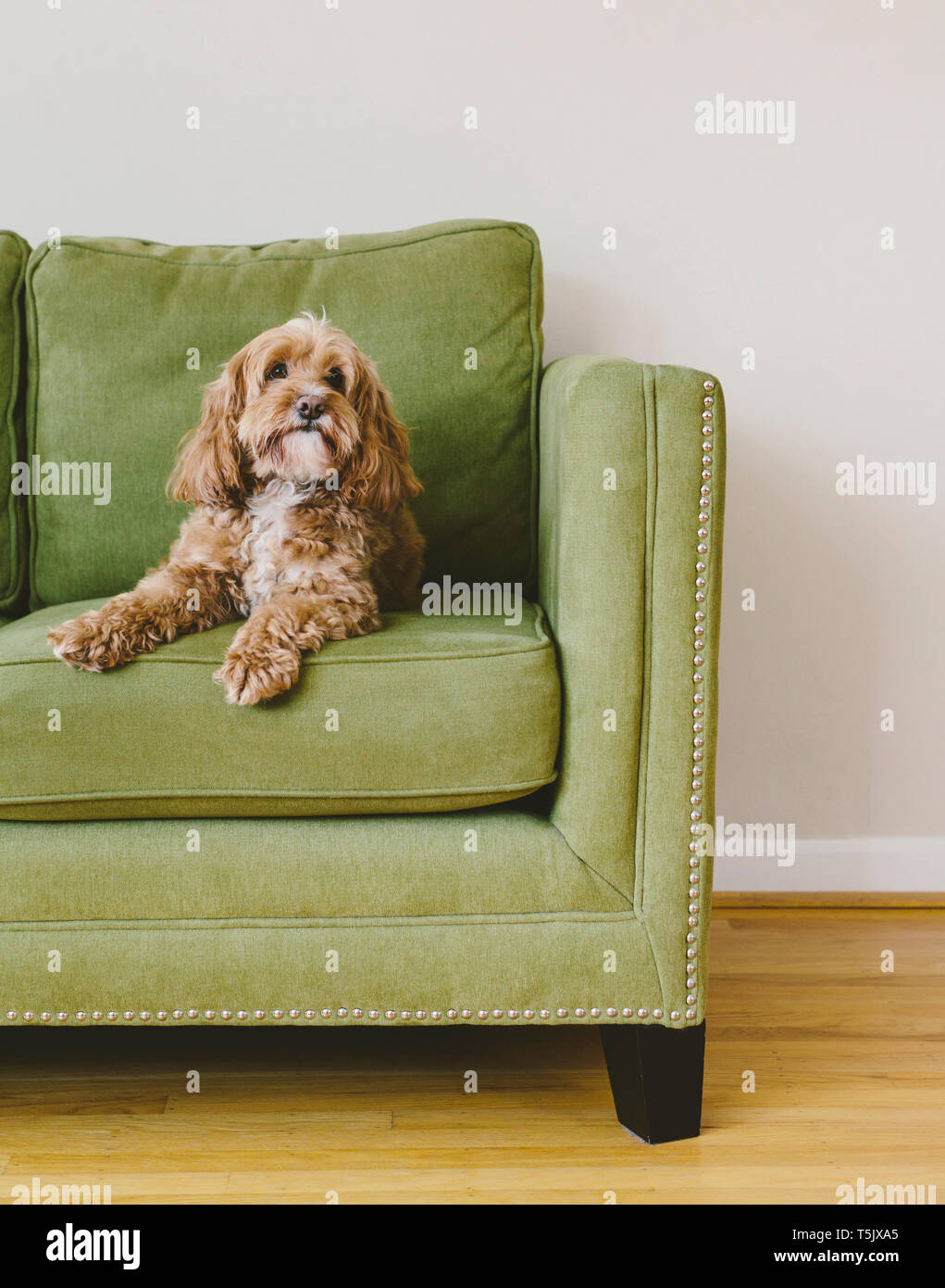 Un cockapoo razza cane, un cocker spaniel poodle croce, una famiglia con pet marrone Cappotto riccio seduto su una sedia Foto Stock