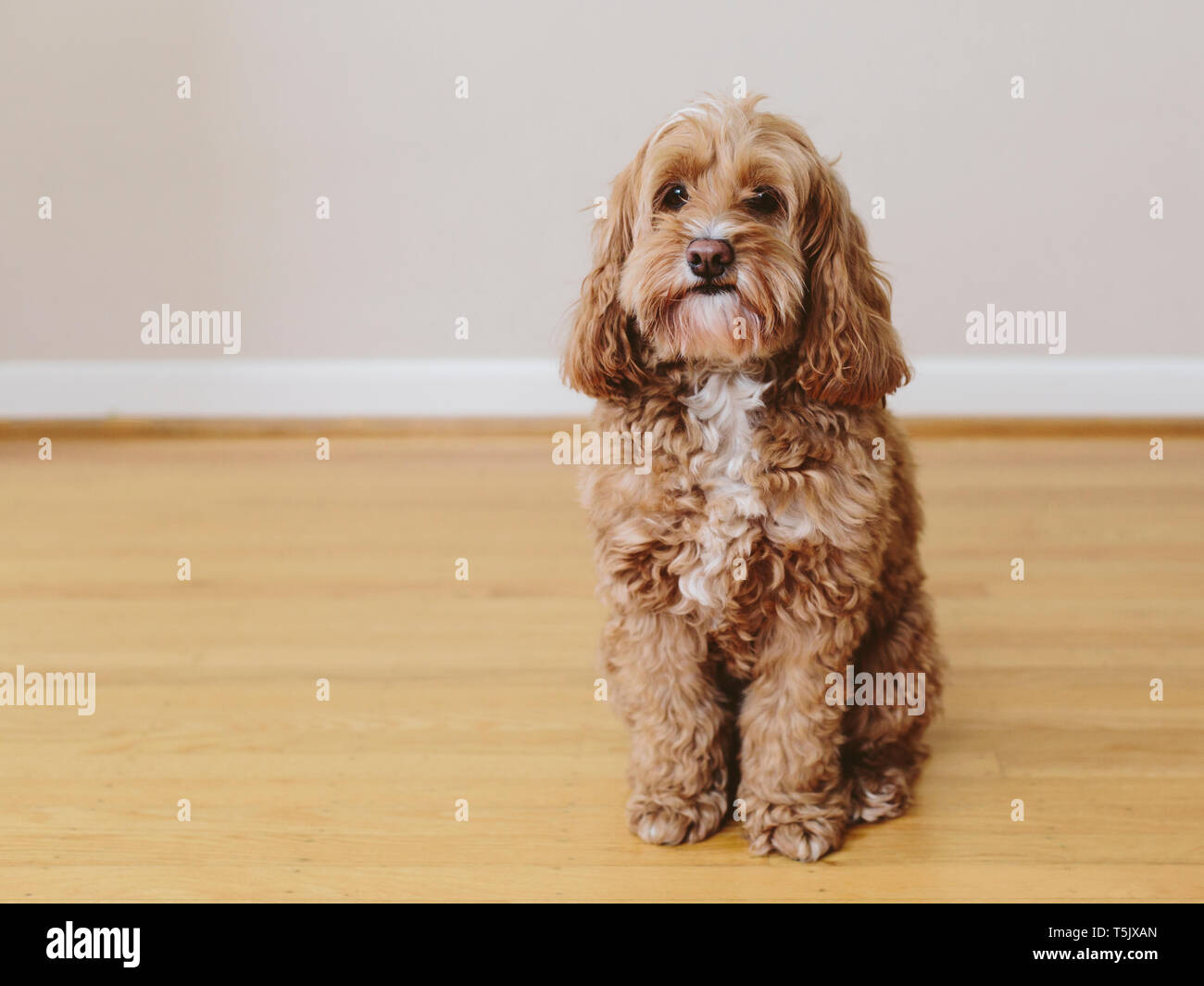 Un cockapoo razza cane, un cocker spaniel poodle croce, una famiglia pet marrone con rivestimento di ricci Foto Stock