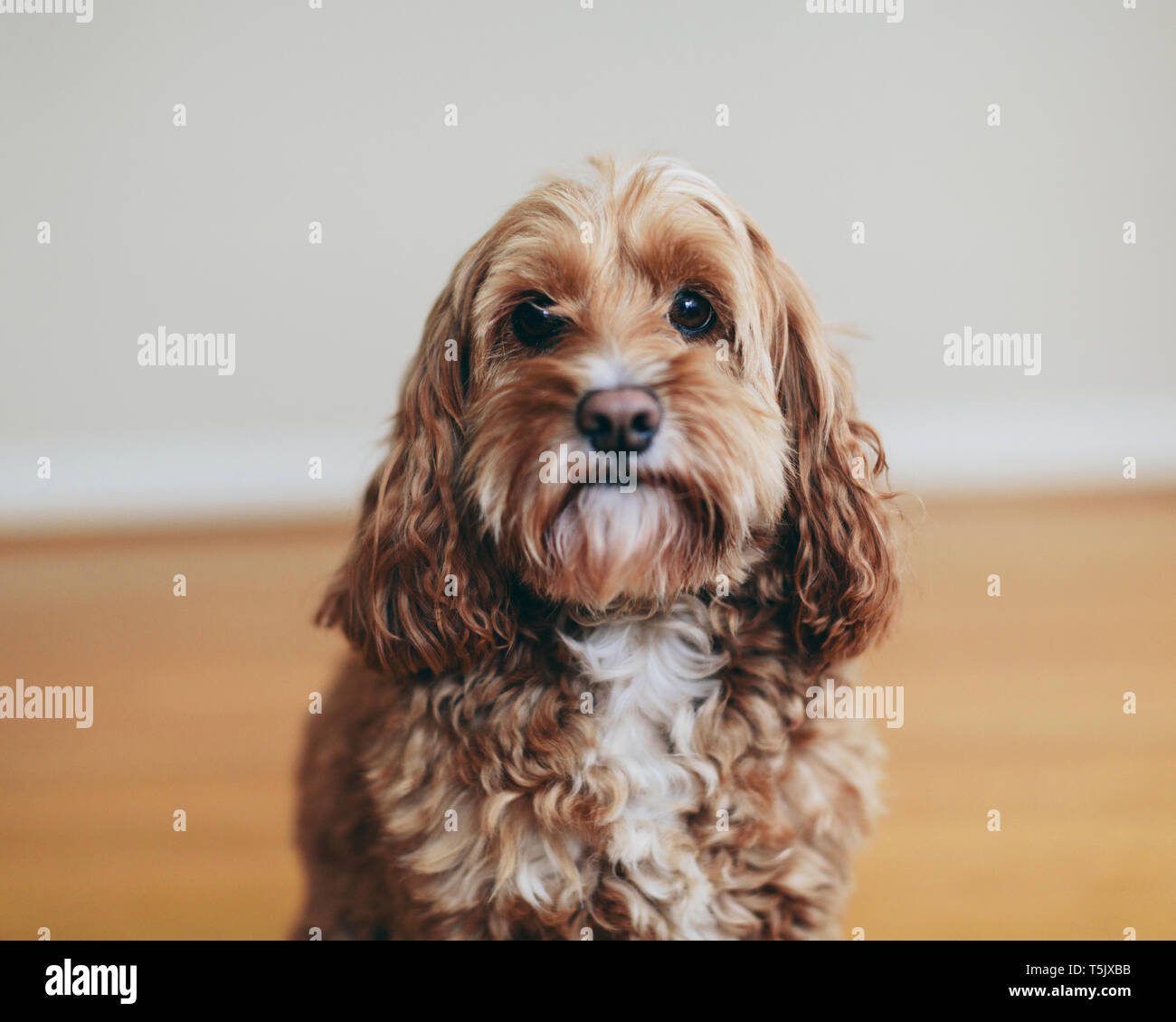 Un cockapoo razza cane, un cocker spaniel poodle croce, una famiglia pet marrone con rivestimento di ricci Foto Stock