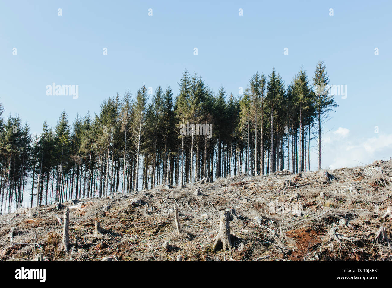 Paesaggio aperto, una collina di abete connesso, la cicuta e di abeti Foto Stock