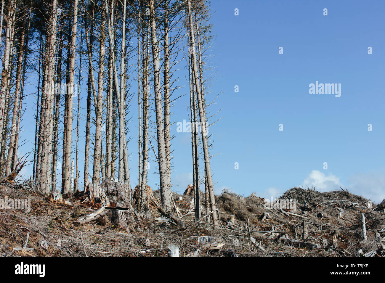 Paesaggio aperto, una collina di abete connesso, la cicuta e di abeti Foto Stock