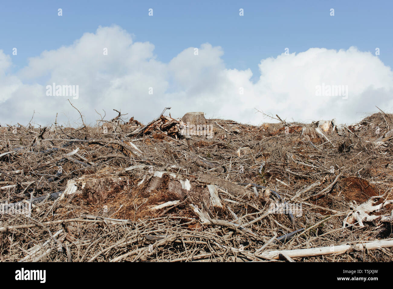 Paesaggio aperto, una collina di abete connesso, la cicuta e di abeti Foto Stock