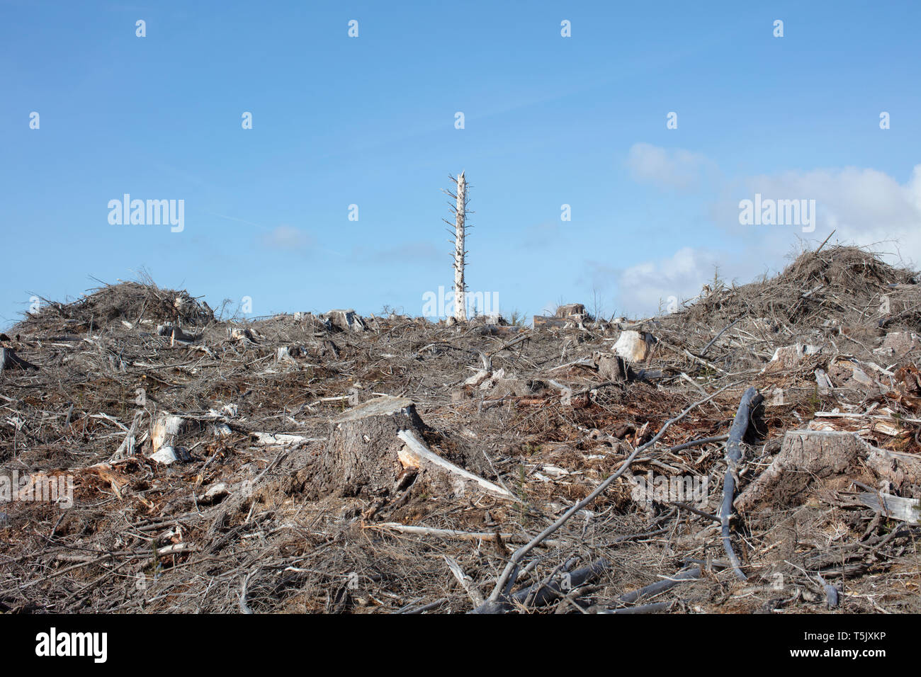 Paesaggio aperto, una collina di abete connesso, la cicuta e di abeti Foto Stock