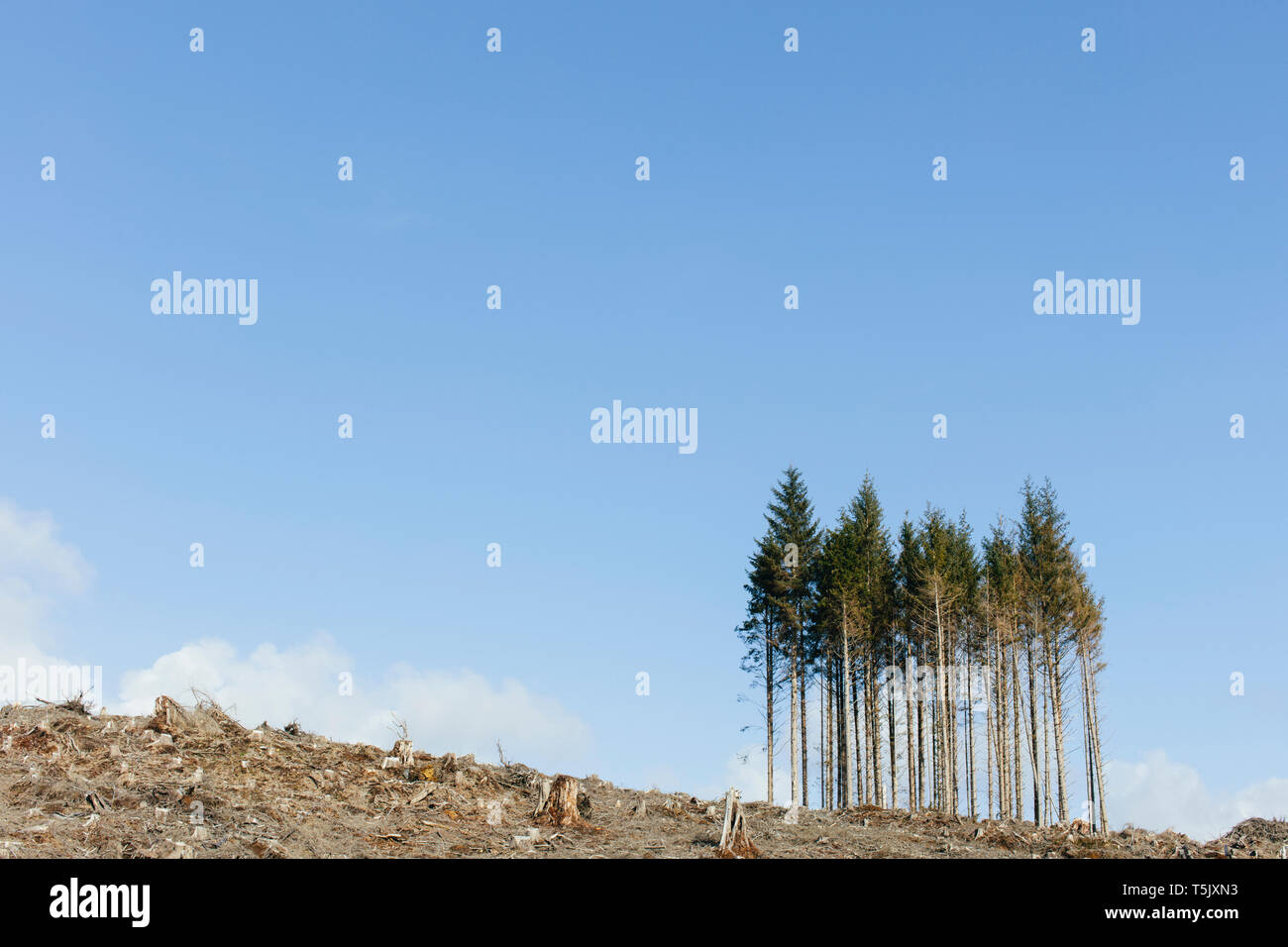 Paesaggio aperto, una collina di abete connesso, la cicuta e di abeti Foto Stock