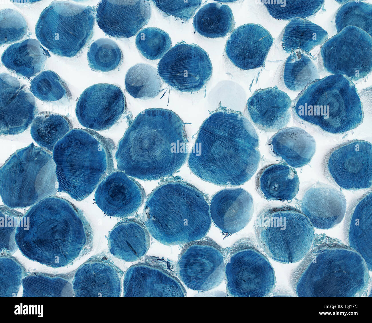 Immagine invertita di pelo di abete connesso, la cicuta e abete rosso Foto Stock