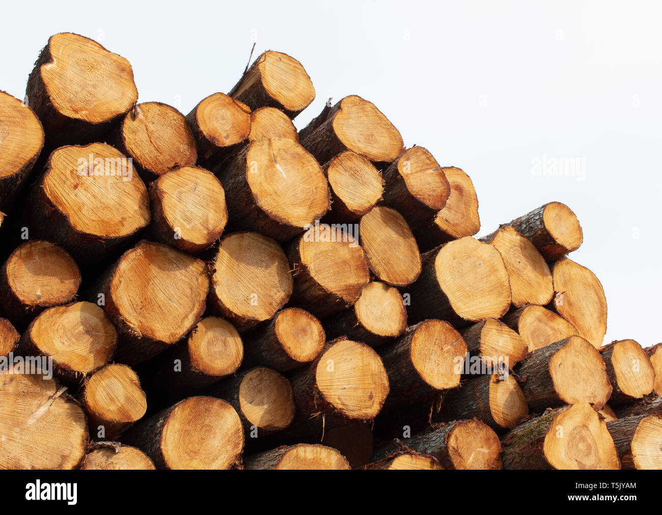 Registri sovrapposti, appena registrato abete rosso, la cicuta e di abeti Foto Stock