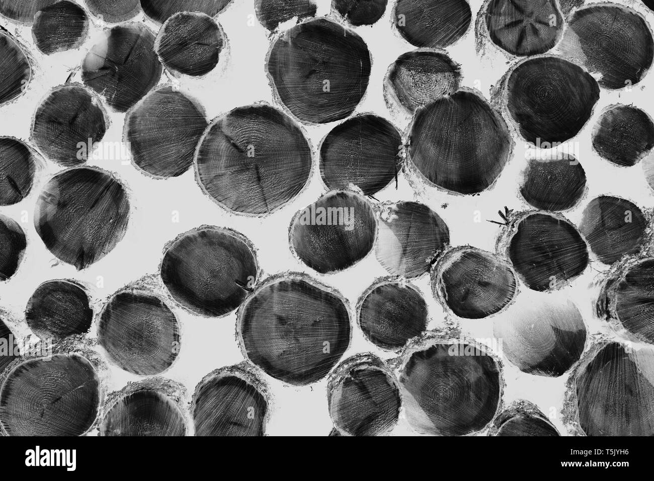 In bianco e nero invertiti immagine della pila di abete connesso, la cicuta e abete rosso Foto Stock