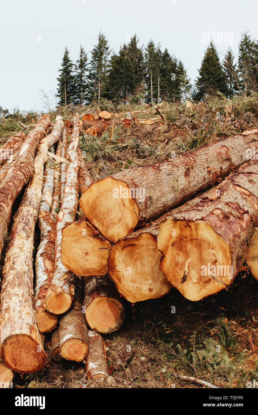 Registri sovrapposti, appena registrato abete rosso, la cicuta e di abeti Foto Stock