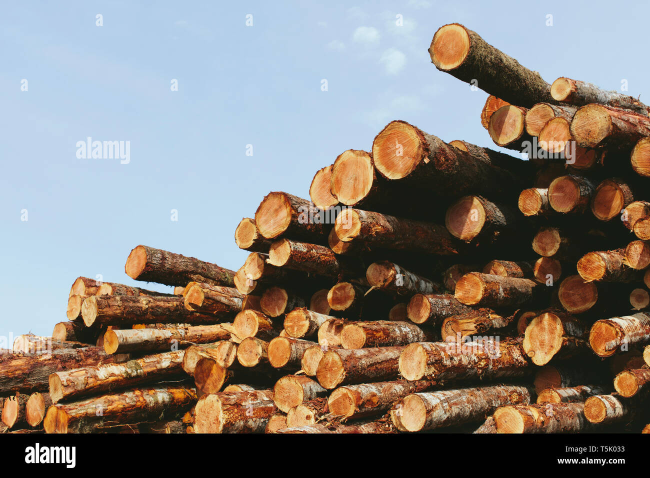 Registri sovrapposti, appena registrato di abete e di abeti Foto Stock