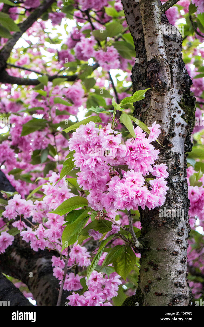 Prunus serrulata Foto Stock