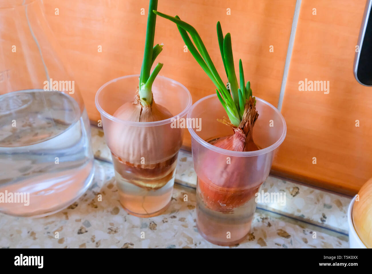 Cipolle germogliati su un tavolo da cucina in un bicchiere Foto Stock