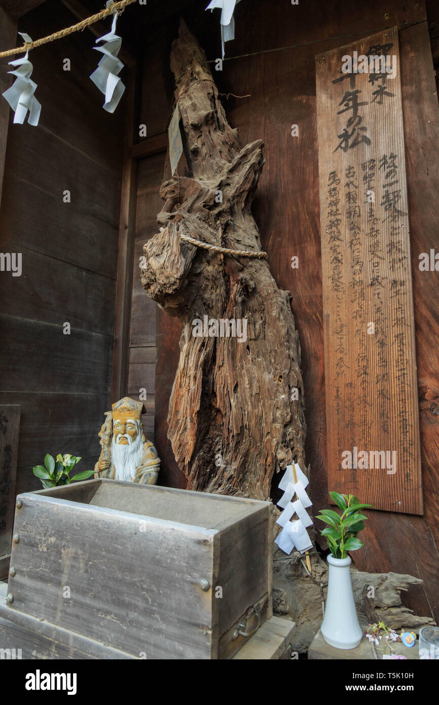 Una porzione di millenaria del pino è in corso sul display e venerato come un oggetto sacro al santuario Maginu, Kawasaki, Giappone. Foto Stock