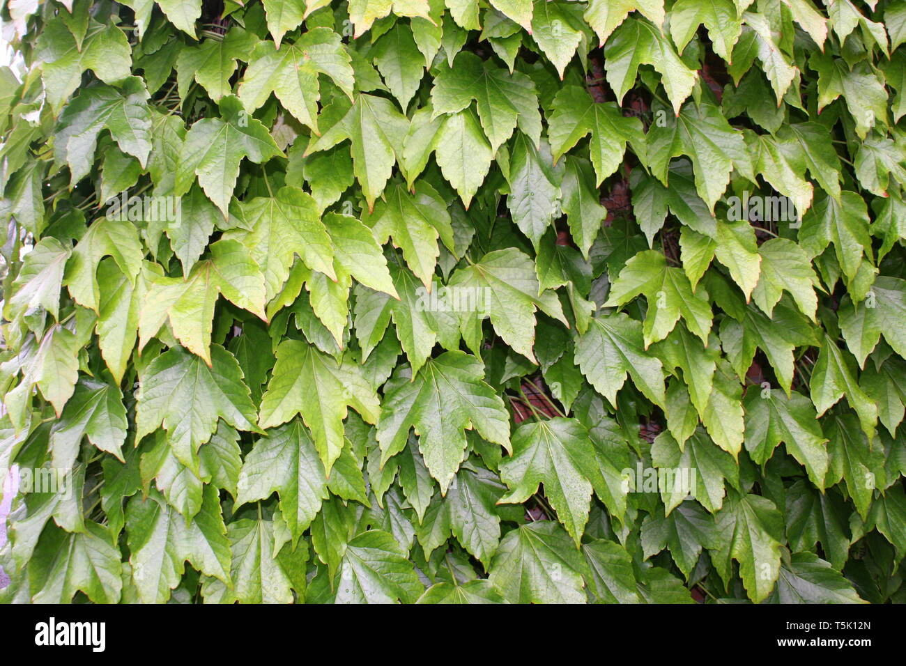 Abstract parete di sfondo di verdi foglie d'edera in condizioni di luce diurna al di fuori Foto Stock