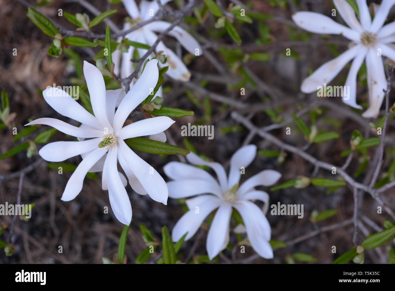 Fiori molto originali con bellissime foglie oblunghe e fiori bianchi luminosi, stichwort. Foto Stock