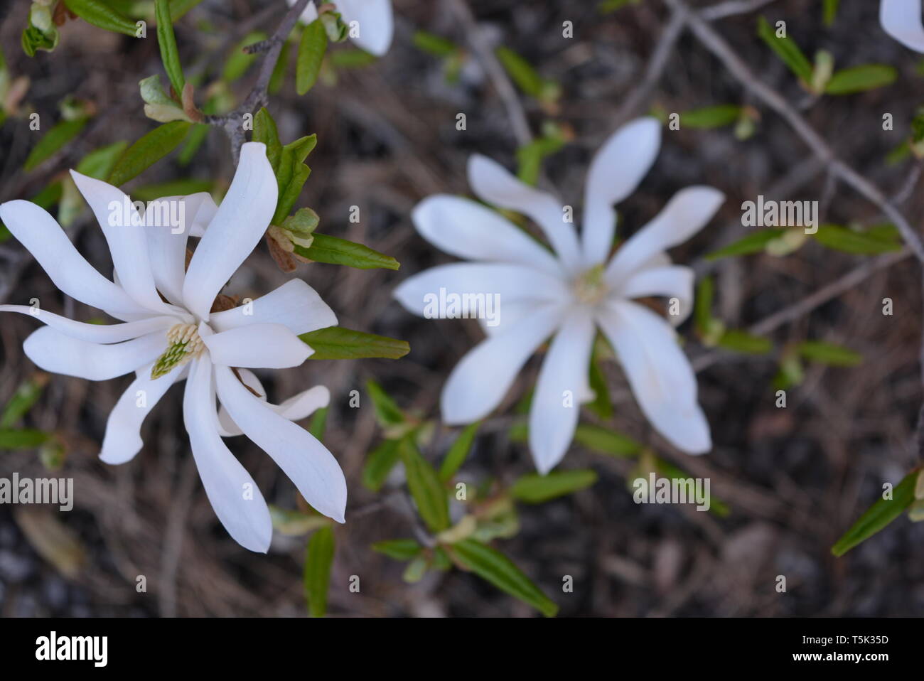 Fiori molto originali con bellissime foglie oblunghe e fiori bianchi luminosi, stichwort. Foto Stock