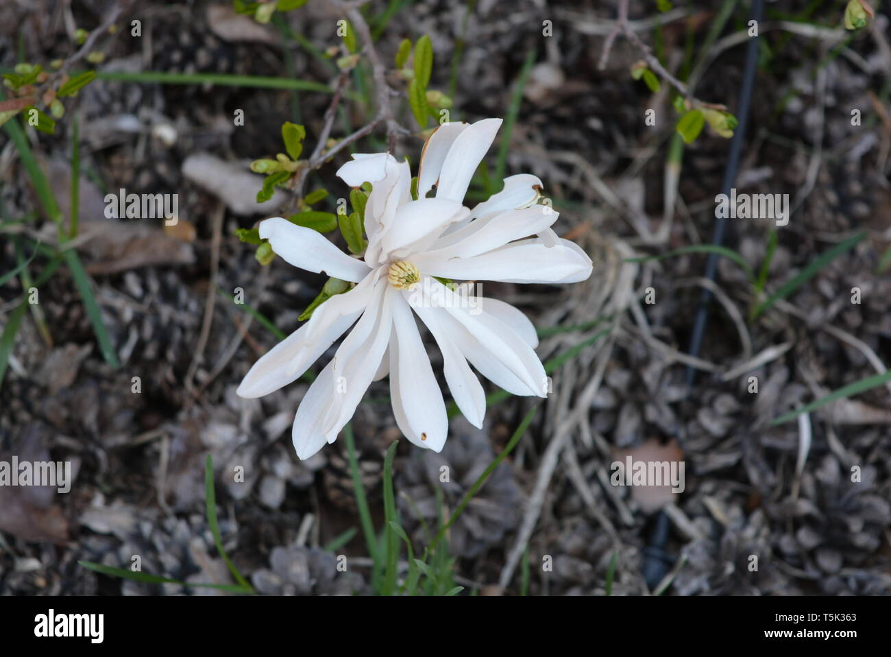 Fiori molto originali con bellissime foglie oblunghe e fiori bianchi luminosi, stichwort. Foto Stock