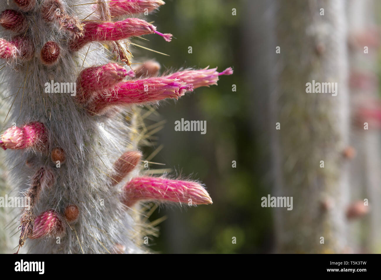 Fioritura di soft cercando cactus con foglie di fico d'india e giallo rosa fiori colorati Foto Stock