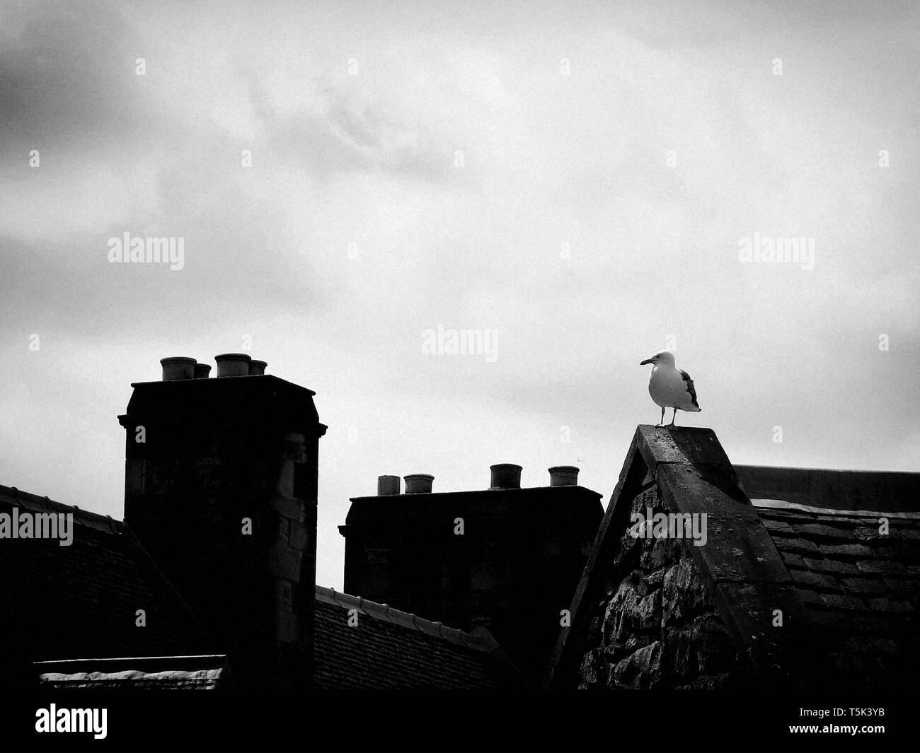 Seagull sul tetto, Edimburgo, Scozia. Foto Stock