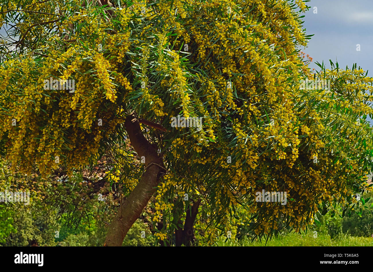 Bella colorata Mimosa (Acacia Baileyana) alberi pieni di fiori gialli. Molla di vibranti immagine. Foto Stock