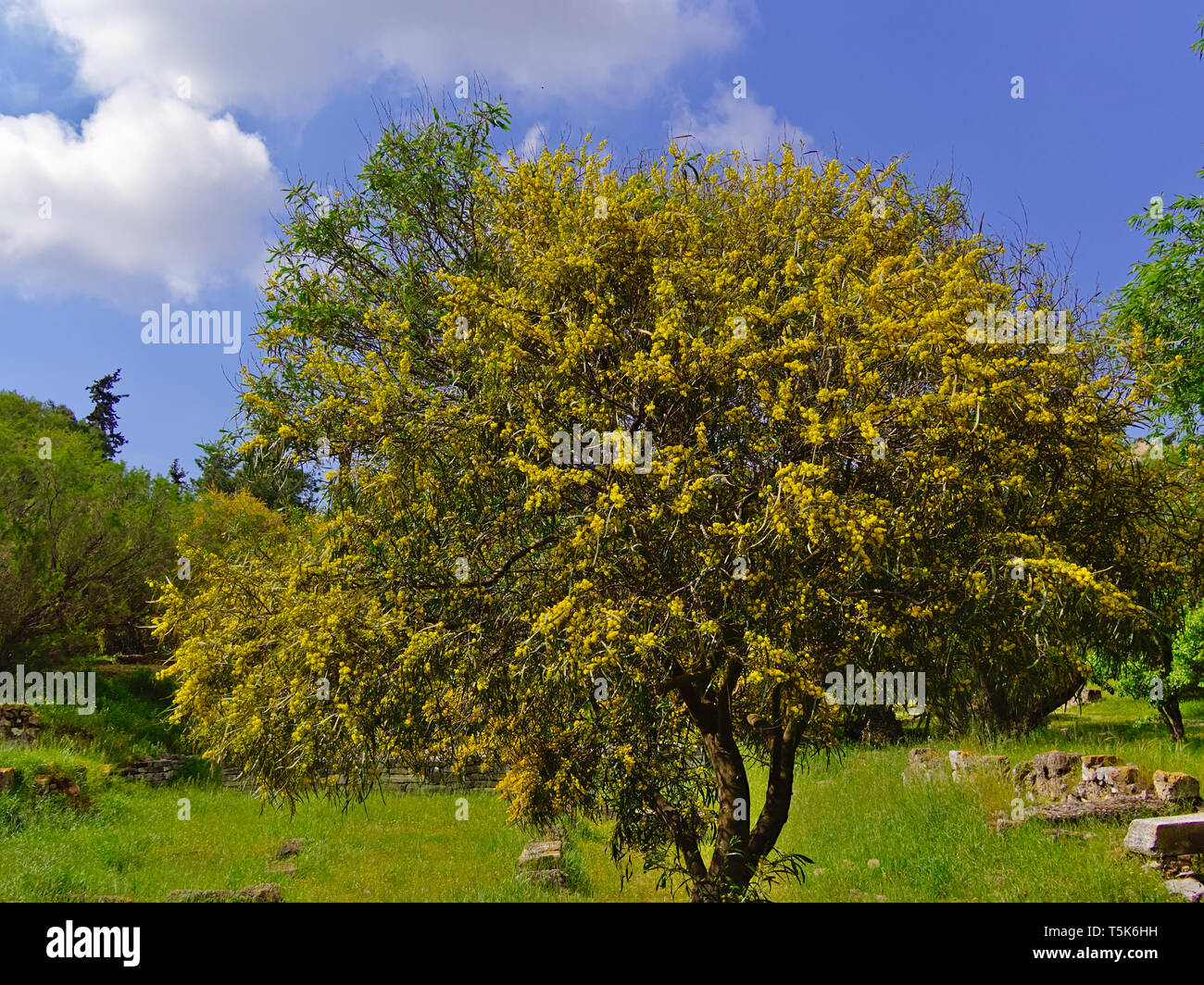 Bella colorata Mimosa (Acacia Baileyana) albero pieno di fiori di colore giallo. Il contrasto con vivid blue sky. Molla di vibranti immagine. Foto Stock