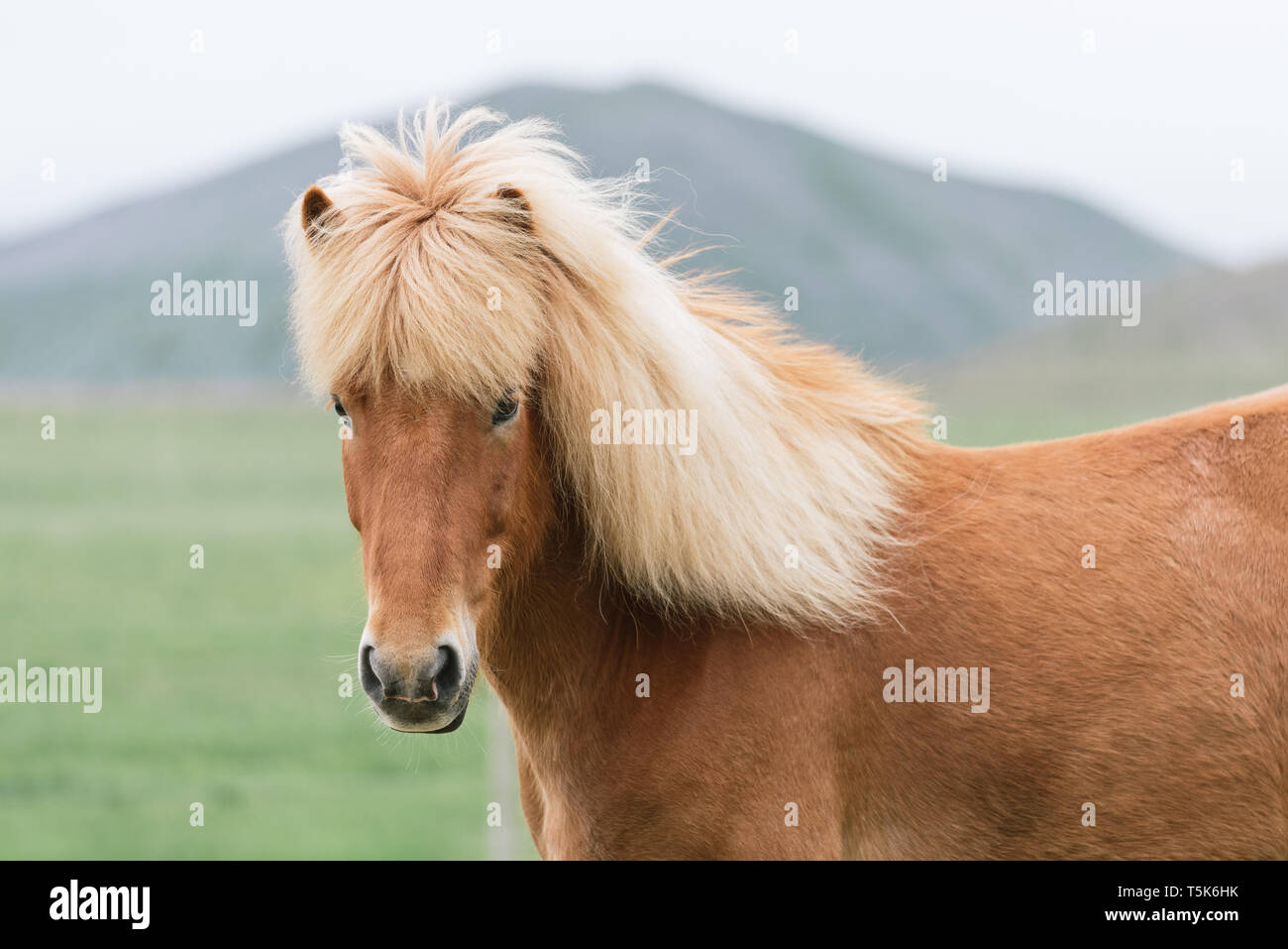 Ritratto di un redhead islandese di cavallo con una bella mane. Foto in chiari colori pastello Foto Stock