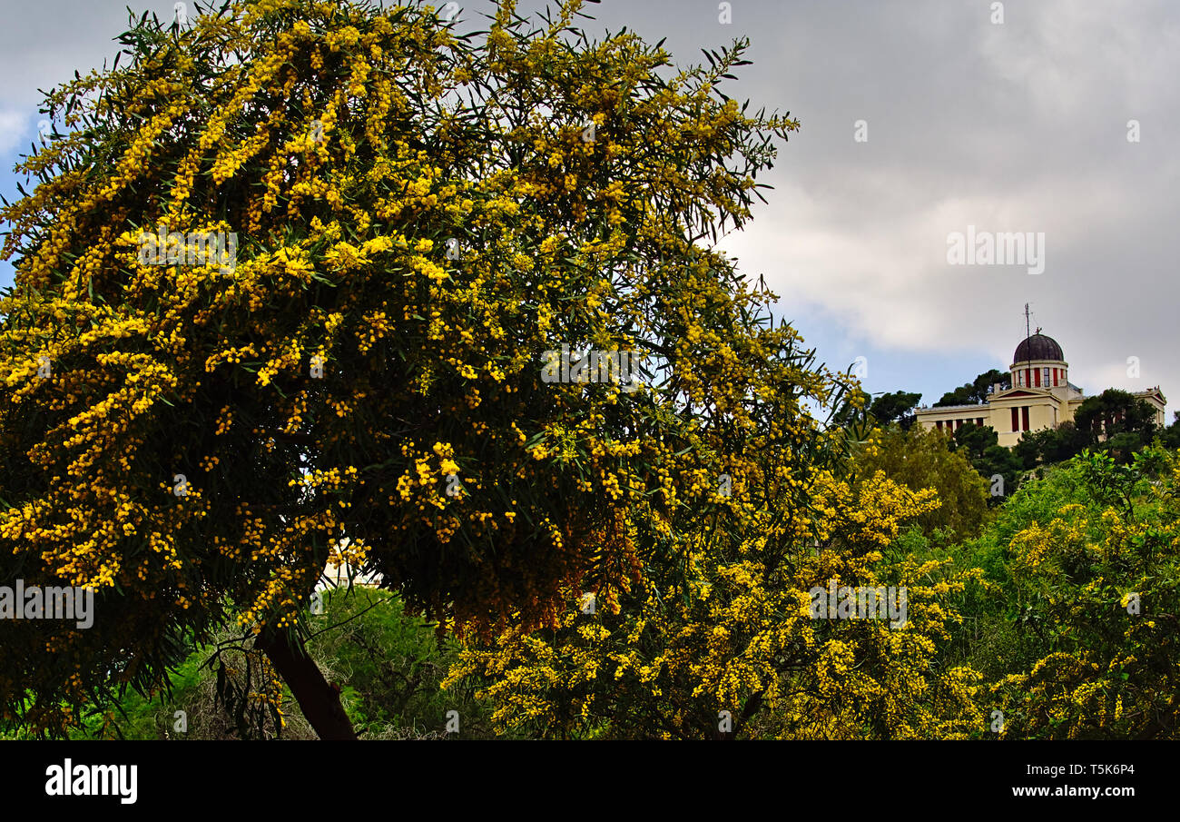 Bella colorata Mimosa (Acacia Baileyana) albero pieno di fiori di colore giallo. Molla di vibranti immagine. Osservatorio nazionale di Atene in background. Foto Stock