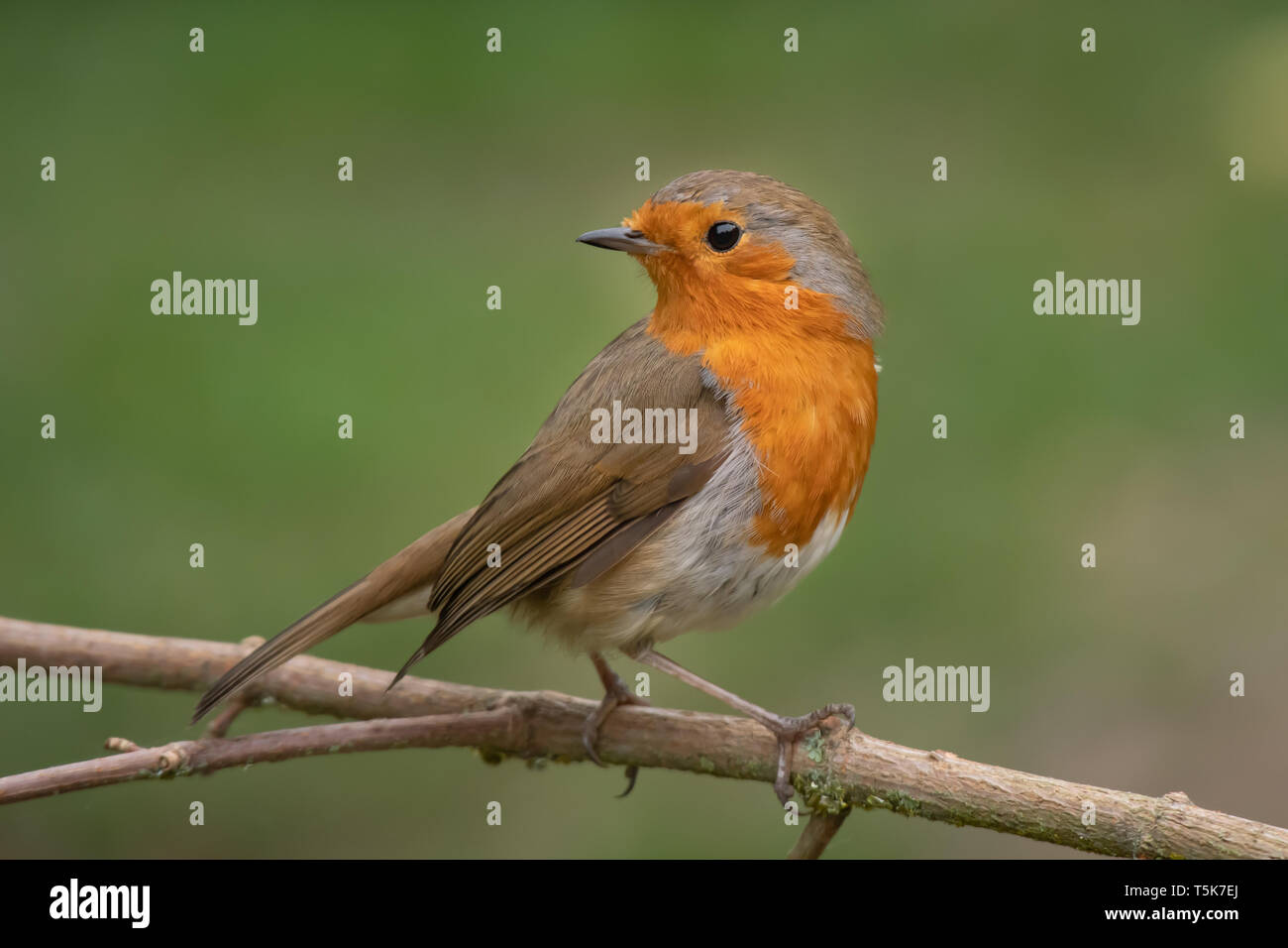 Un vicino ritratto di un robin appollaiato su un ramo guardando dietro sopra la sua spalla contro un naturale sfondo verde Foto Stock