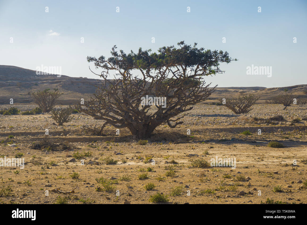 Terra di incenso, sito UNESCO, regione di Dhofar, Oman Foto Stock